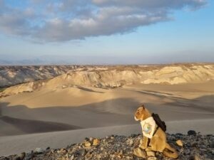 Nazca dunes