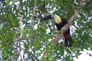 Tucan Dolphin Lodge Cuyabeno