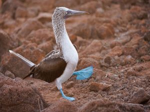 Blue Footed Booby op de Galapagos