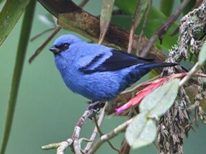 Guango Lodge bird watching