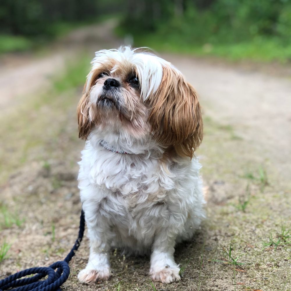 Hund sittandes i skogen.