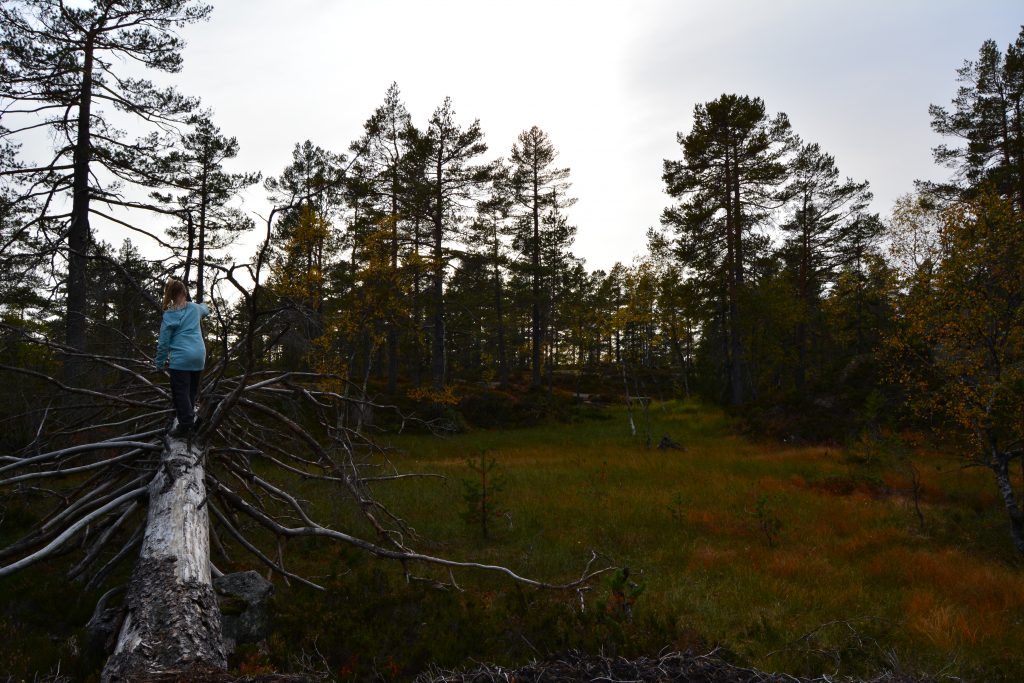 Fint i Finnemarka ikke langt unna Goliaten
