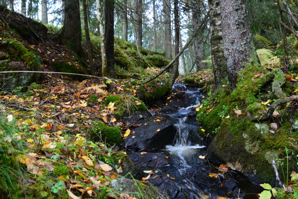 Topptur i Krokskogen