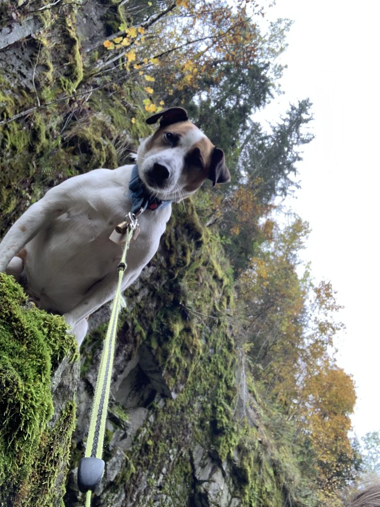 Familietur til Asdøljuvet med hund er ikke noe problem.