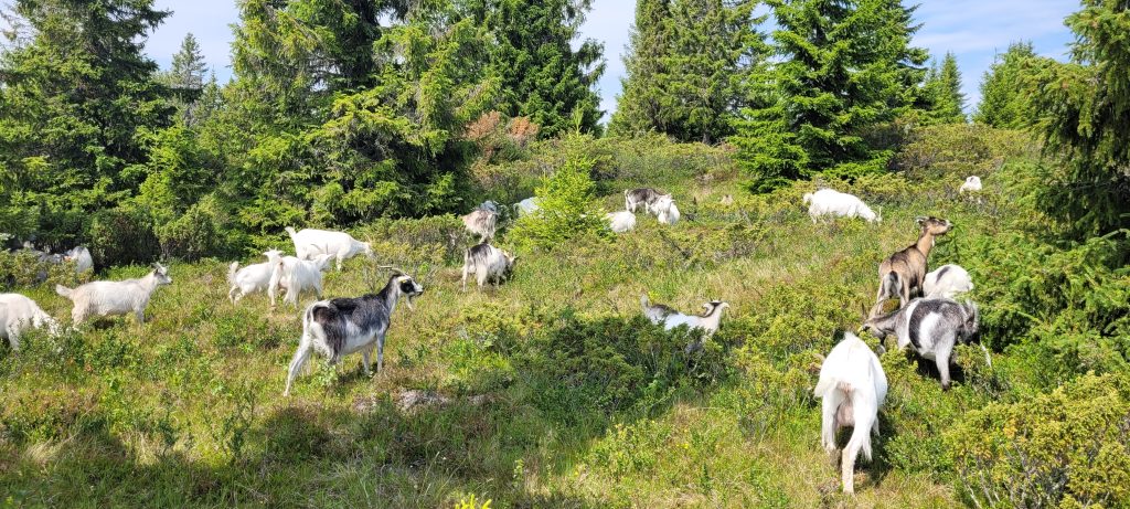 Skaget med barn