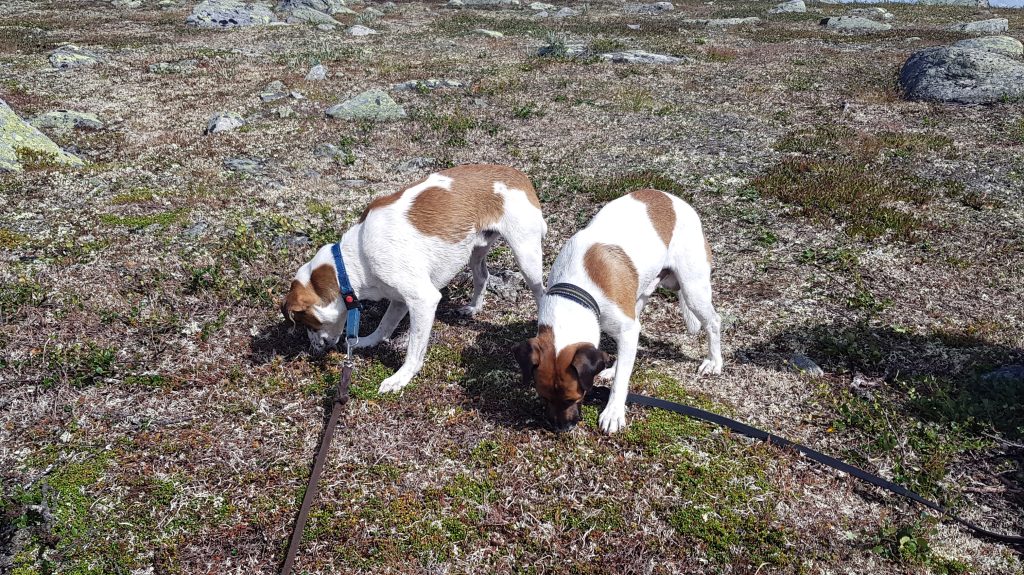 Spåtind er en fantastisk topptur med barn og hund.