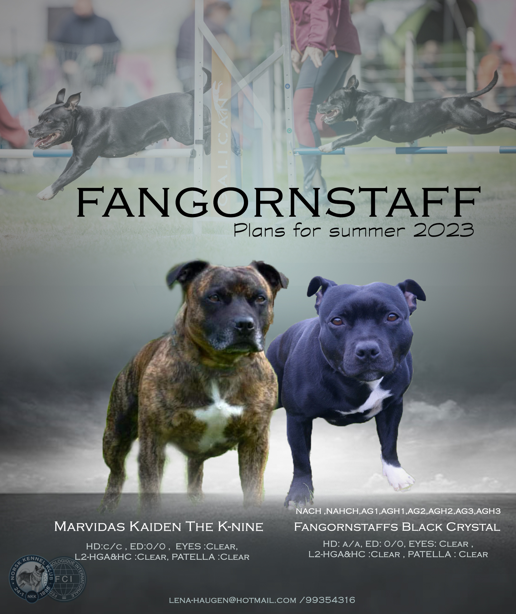 Info om rasen – Velkommen til Fangornstaff