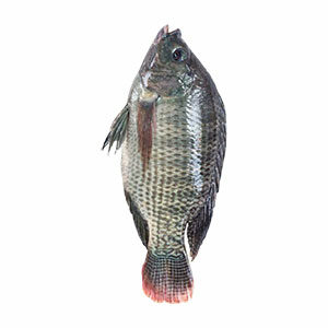 Tilapia entier