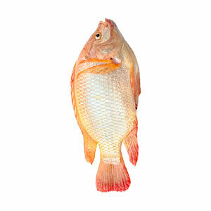 Tilapia entier rouge