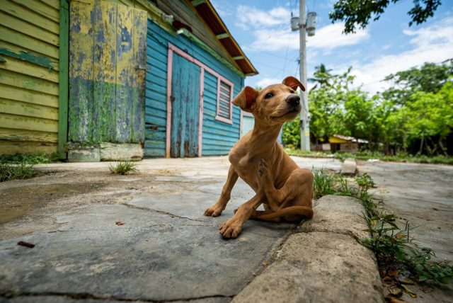 brown short coated dog sitting on gray concrete floor during daytime