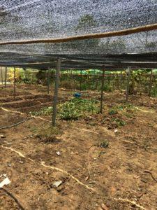 2016 overkapping groententuin