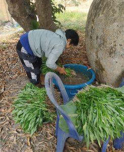 Chiang Rai Greenhouse 13