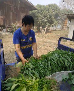 Chiang Rai Greenhouse 14