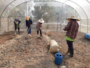 Chiang Rai Greenhouse 2