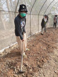 Chiang Rai Greenhouse 3