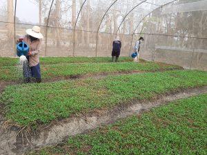 Chiang Rai Greenhouse 5