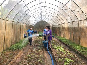 Chiang Rai Greenhouse 8