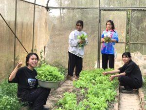 Chiang Rai Greenhouse 9