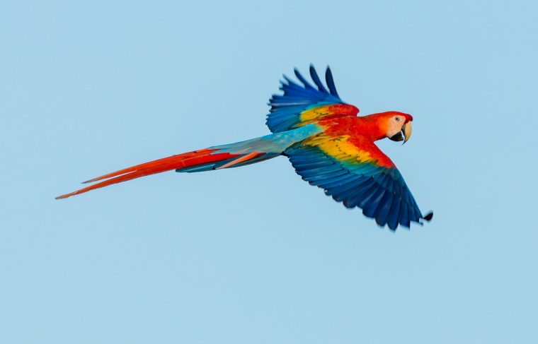 Flyvende og farverig papegøje