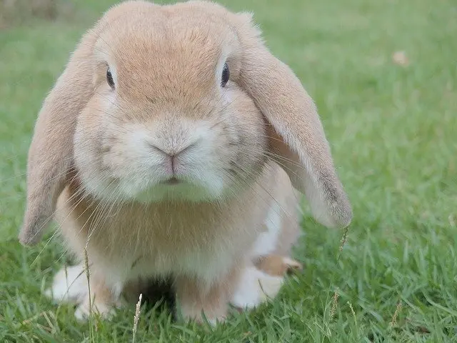 Kanin sidder i græs