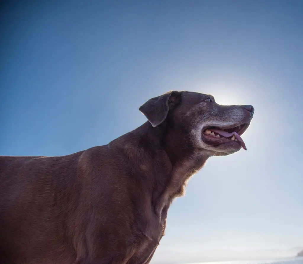 Gammel hund står i solen