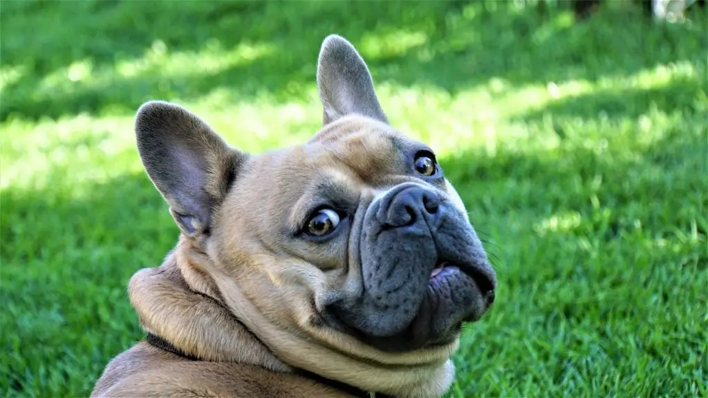 Fransk Bulldog kigger sig over skulderen med et fjollet udtryk