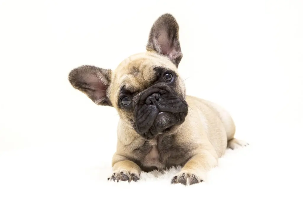 Sød fransk bulldog hundehvalp ligger på hvidt tæppe med hovedet på skrå