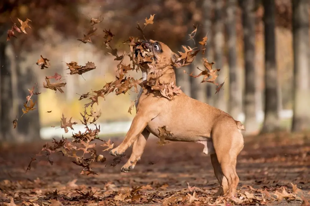 Tosset fransk bulldog jagter faldende blade