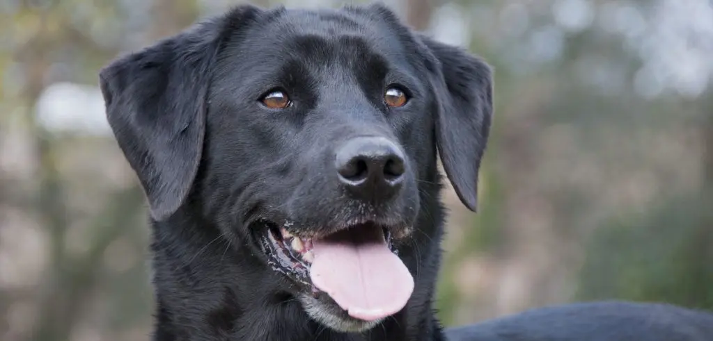 Voksen Labrador Retriever med sort pels nyder en tur i naturen