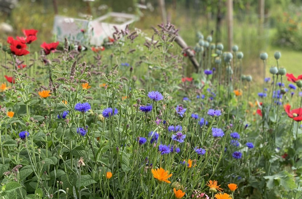 Zon E och Zon F – Naturlig Skönhet och Vilda Blommor