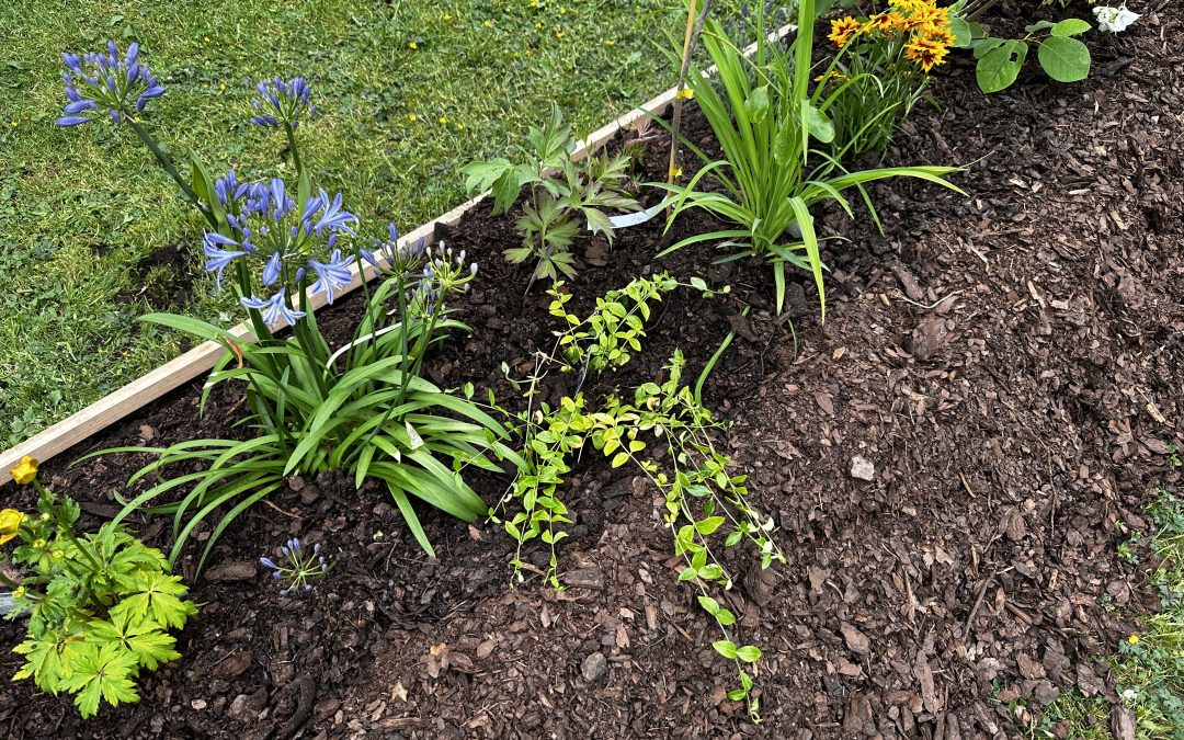 Vi skapar en blommande rabatt