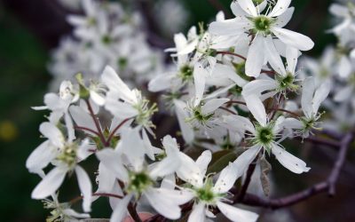 Bärhäggmispel Amelanchier alnifolia – Saskatoon