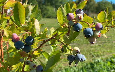 Amerikanska blåbär Vaccinium corymbosum