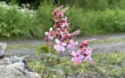 Flocknäva Geranium macrorrhizum