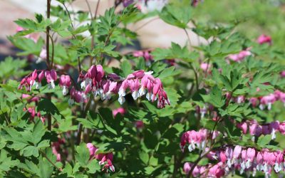 Löjtnantshjärta, Dicentra spectabilis