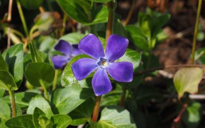 Vinka Vinca minor