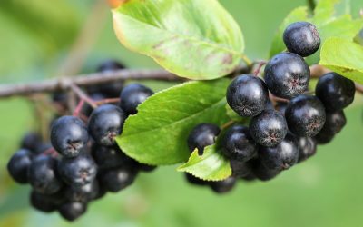 Aronia Aronia melanocarpa – Hugin