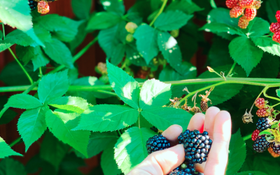 Björnbär Rubus fruticosus – Nidde