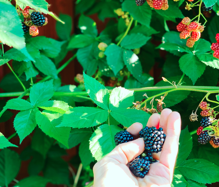 Björnbär Rubus fruticosus – Nidde