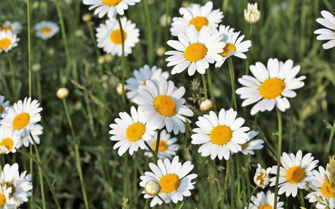 Prästkrage Leucanthemum vulgare