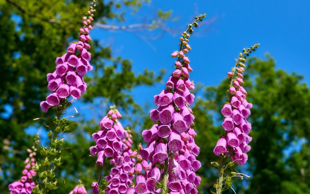 Fingerborgsblomma Digitalis purpurea