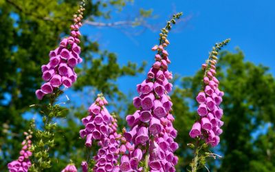 Fingerborgsblomma Digitalis purpurea