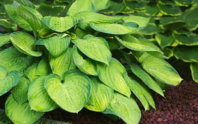 Funkia Hosta fortunei