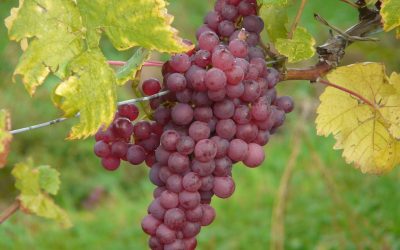 Vindruva Vitis Labrusca – Spulga