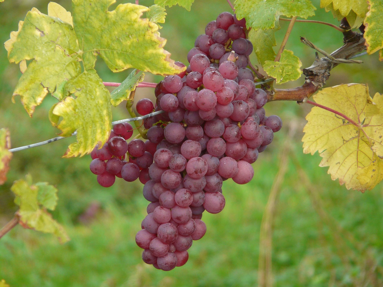 Vindruva Vitis Labrusca - Spulga - Fauna Funga Flora