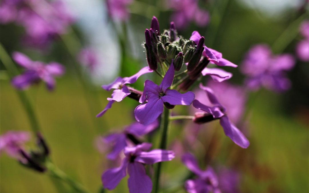 Trädgårdsnattviol  Hesperis matronalis