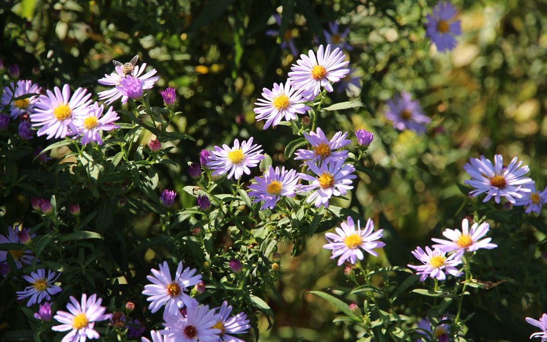 Höstaster Symphyotrichum novi-belgii