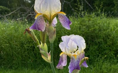 Trädgårdsiris Iris germanica