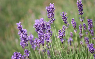 Lavendel Lavandula angustifolia