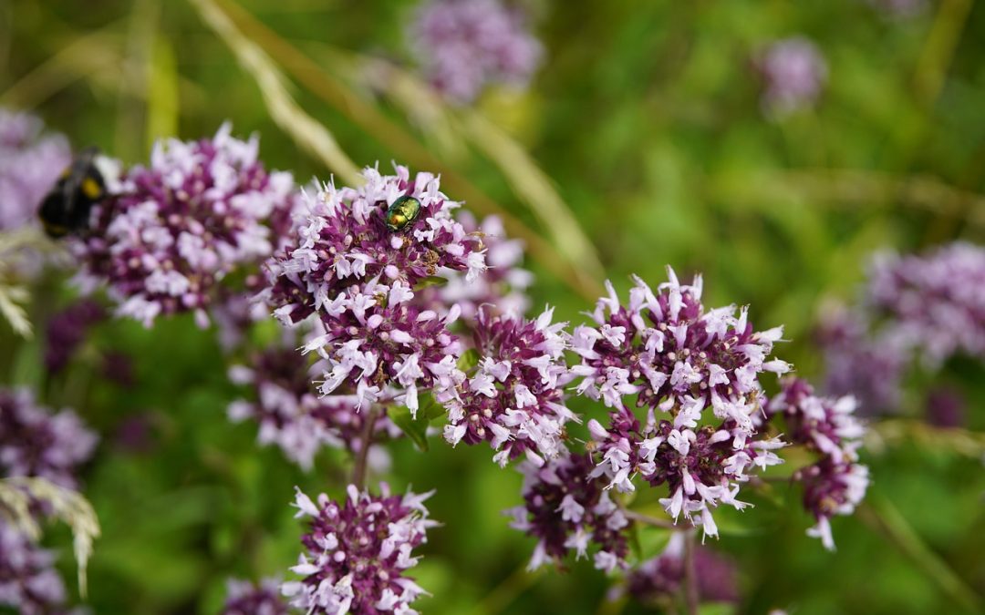 Kungsmynta Origanum vulgare